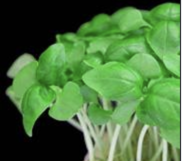 Basil cress