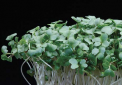 Brocco cress