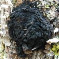 Chaga