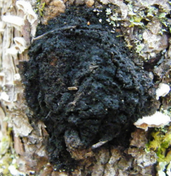 Chaga