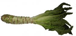 Celtuce