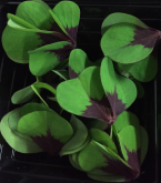 Feuille d oxalis