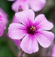 Fleur de geranium